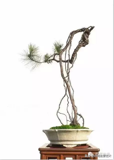 素仁格与文人树，你怎么看？