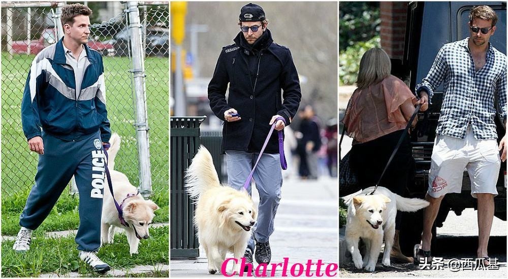 各大明星都养什么狗,公认最好养的十种狗大型犬