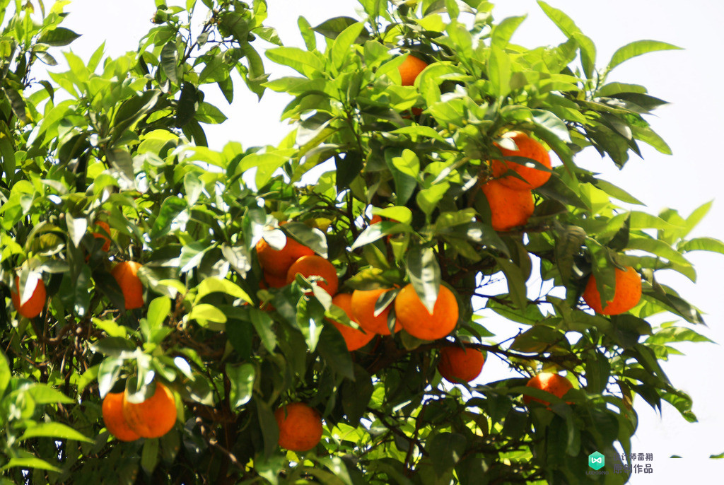 院子适合种的花和设计,庭院设计植物大全