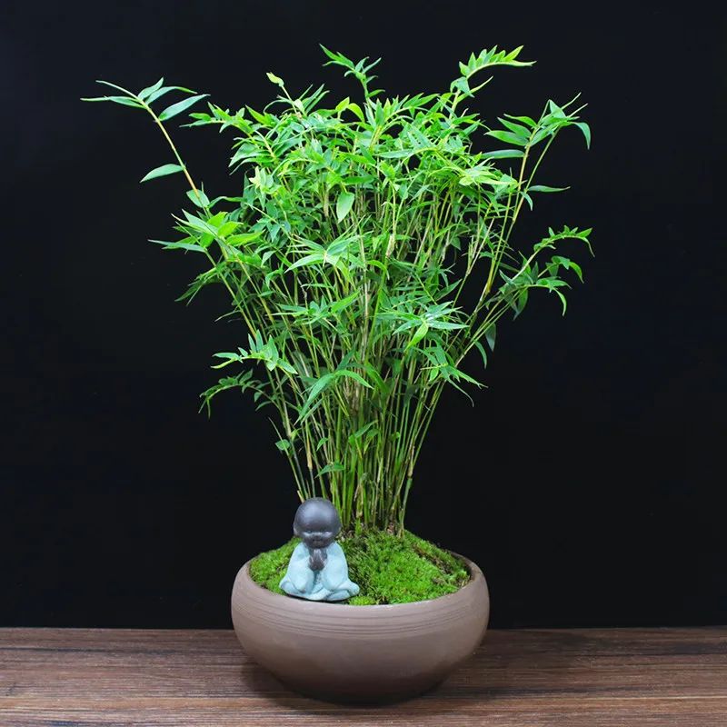 家中养竹子有什么讲究,竹子代表什么含义节节高升