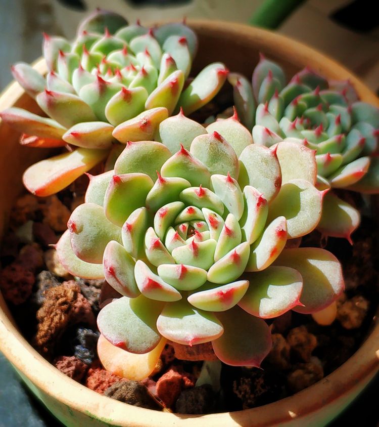 记录多肉长大的全过程,记录所有多肉成长过程