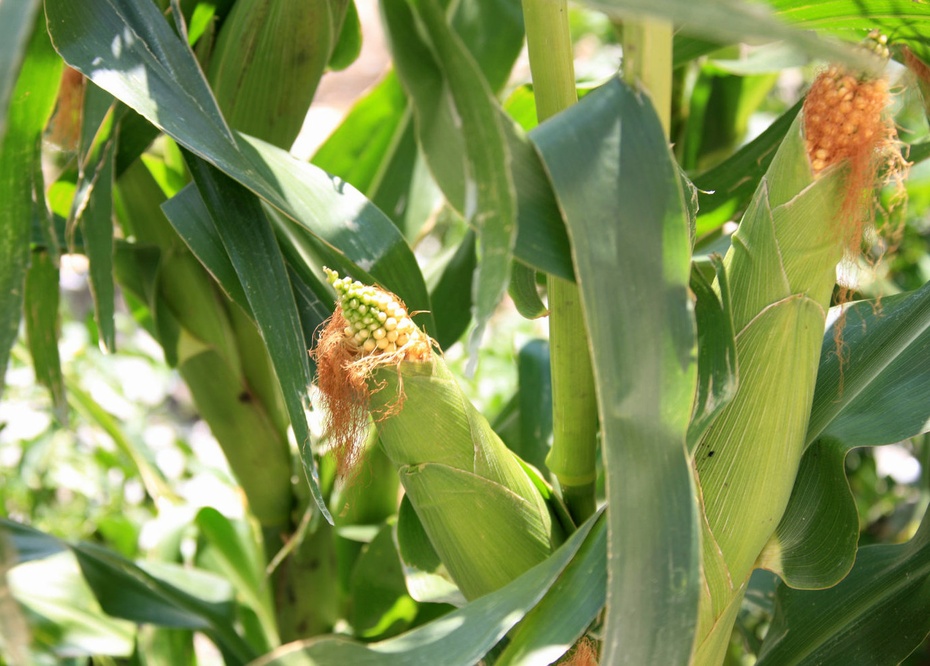 米亚罗-大美理礼县