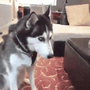 狗狗吃了骨头呕吐腹泻怎么办,狗狗腹泻呕吐打针用什么