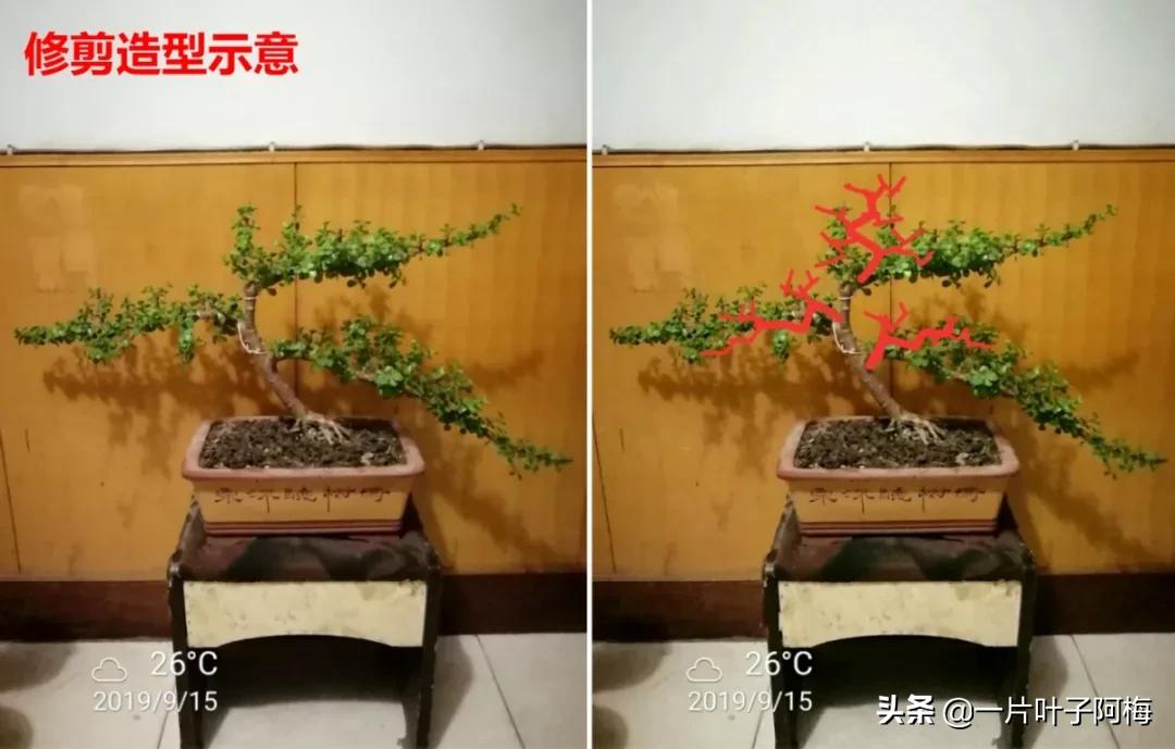 金枝玉叶干枯一碰就掉,金枝玉叶一夜之间掉了好多叶子