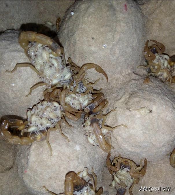 蝎子养殖一年真能赚三十万,蝎子养殖赚钱是真的吗