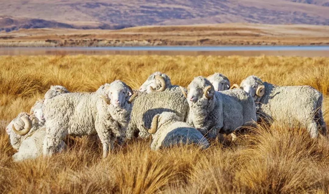 小蓝羊冬靴,小蓝羊防滑户外靴