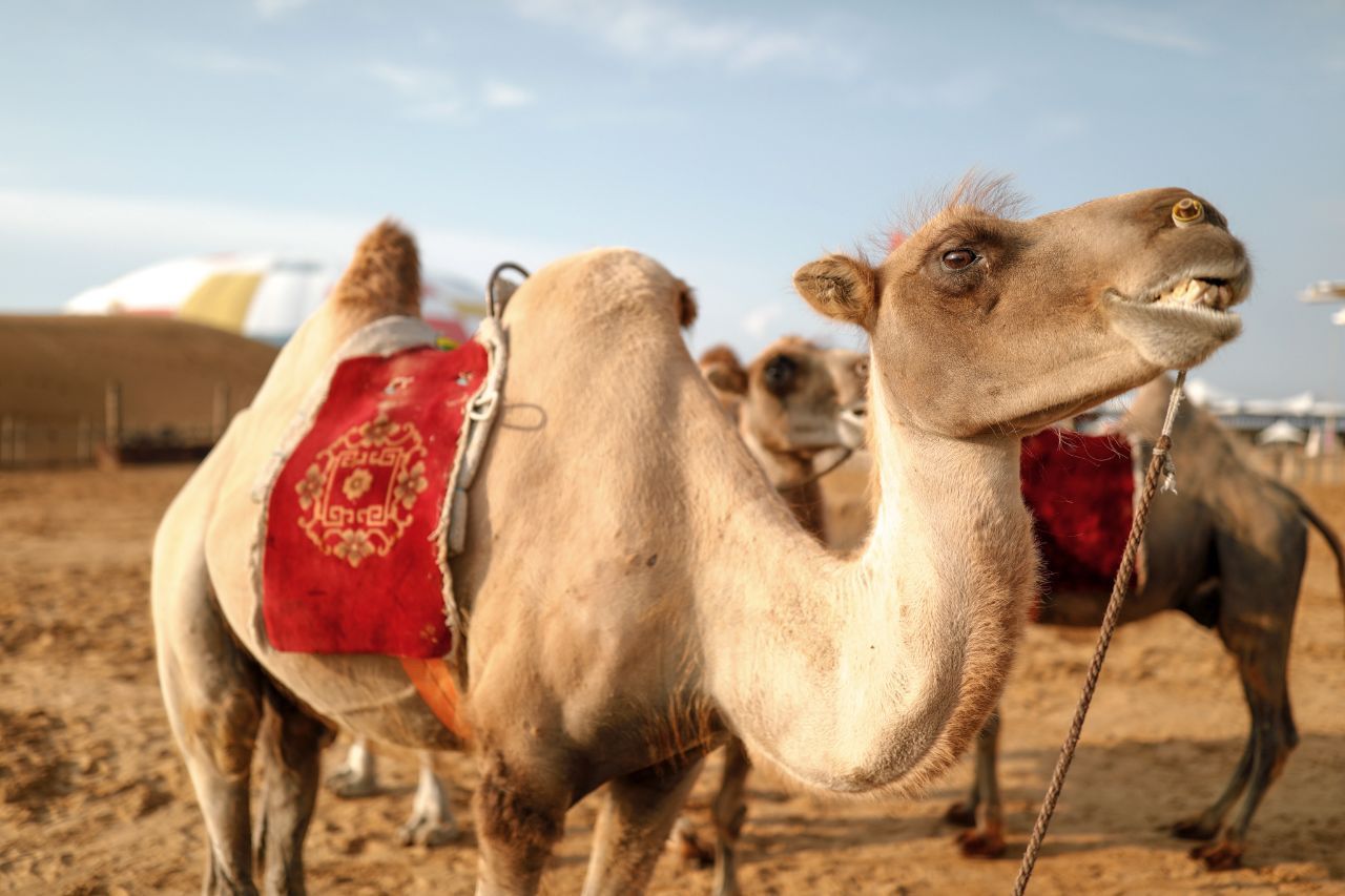 在沙漠上遇到死骆驼要离开吗,在沙漠里死掉的骆驼为什么不能碰