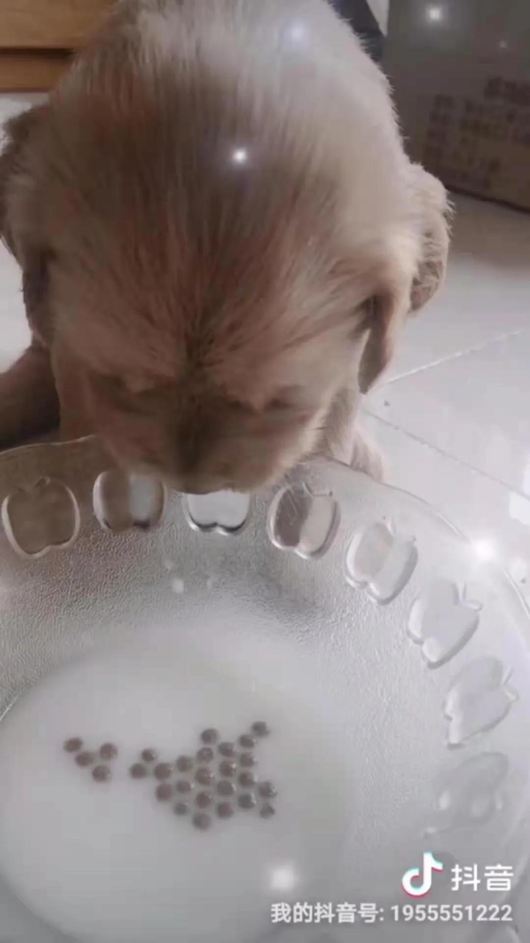 小金毛第一天进家,小金毛刚到新家浑身打颤