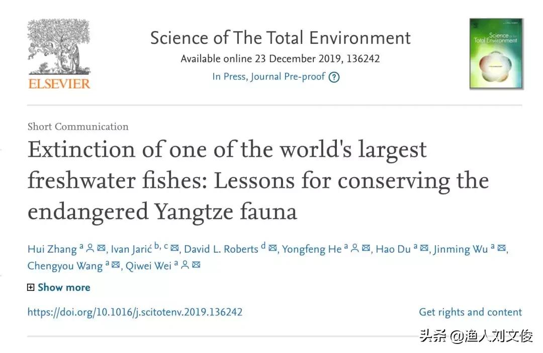 长江白鲟与加拿大白鲟有什么区别,中华大鲟鱼和长江巨白鲟