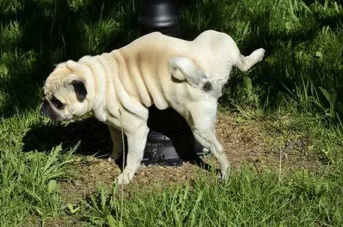 为什么狗狗总是在屋里尿尿,狗狗一出门就不停的撒尿怎么回事