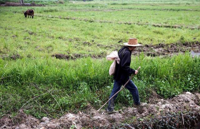 毒蛇能咬死牛吗,在农村被毒蛇咬