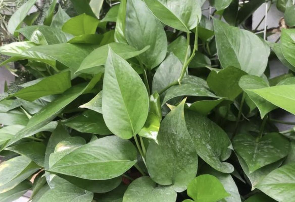 会爬墙的绿萝怎么养,绿萝爬墙经验