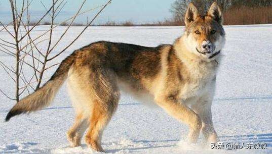 世界十大狗狗视频,世界十大最漂亮的狗狗