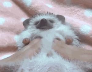 谁造的谣：刺猬是长了刺的耗子