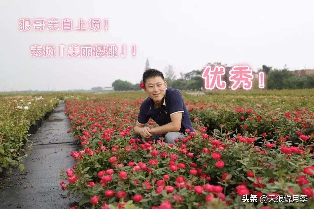 抗病性好的月季推荐,哪些月季品种抗病强