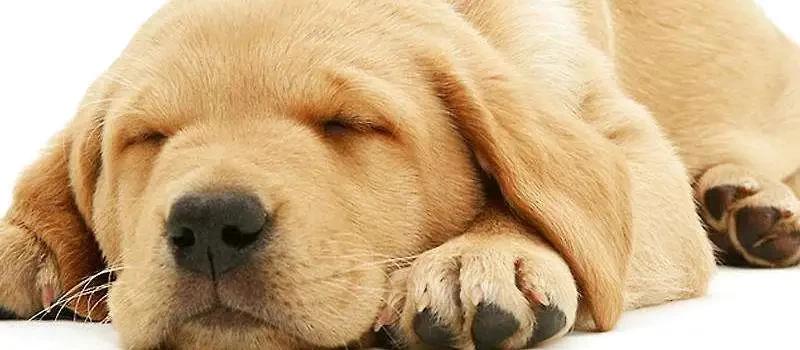 有效！二战时空军最有效“快速入眠”方法！一起拯救高中失眠