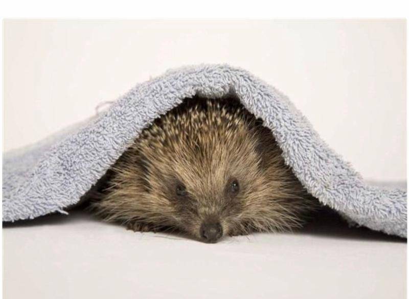 想要养好宠物刺猬，应当注意这些方面就行了