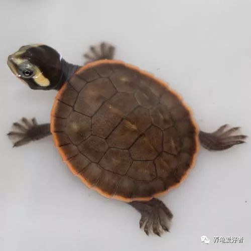 怎么养龟才能让乌龟快点长大,养龟需要做到哪几点防止乌龟生病