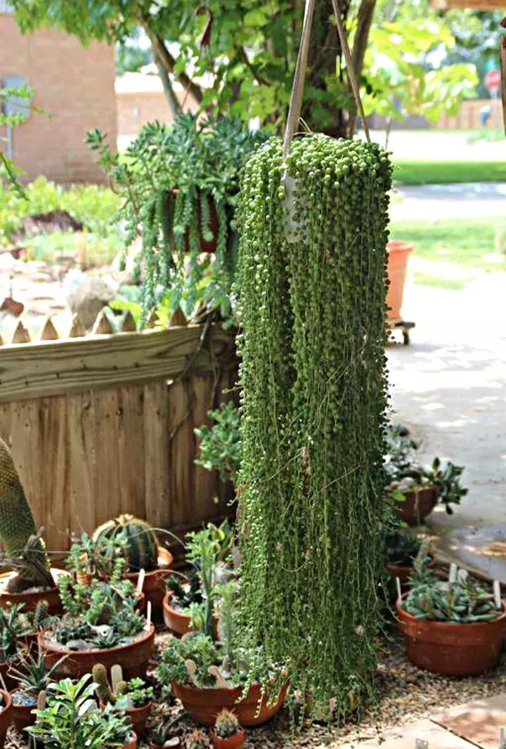 具有观赏性的吊兰多肉,吊兰多肉的养殖方法和注意事项