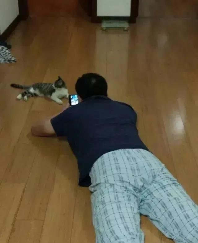 家里不同意养猫,家里不让养猫怎么让家长同意养猫