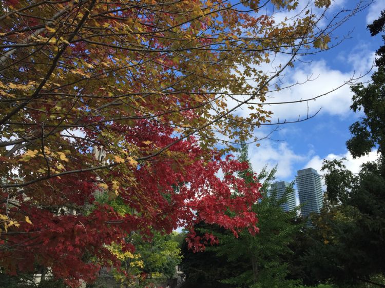 多伦多大学留学申请条件,多伦多大学gpa对照表