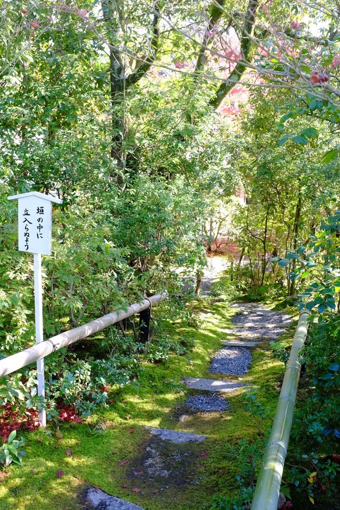 京都赏枫2022,京都赏枫必去景点有哪些好玩的