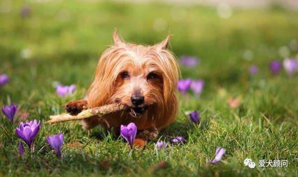 带狗狗遛弯乱捡东西吃,怎样训狗狗拉布拉多不乱捡东西吃