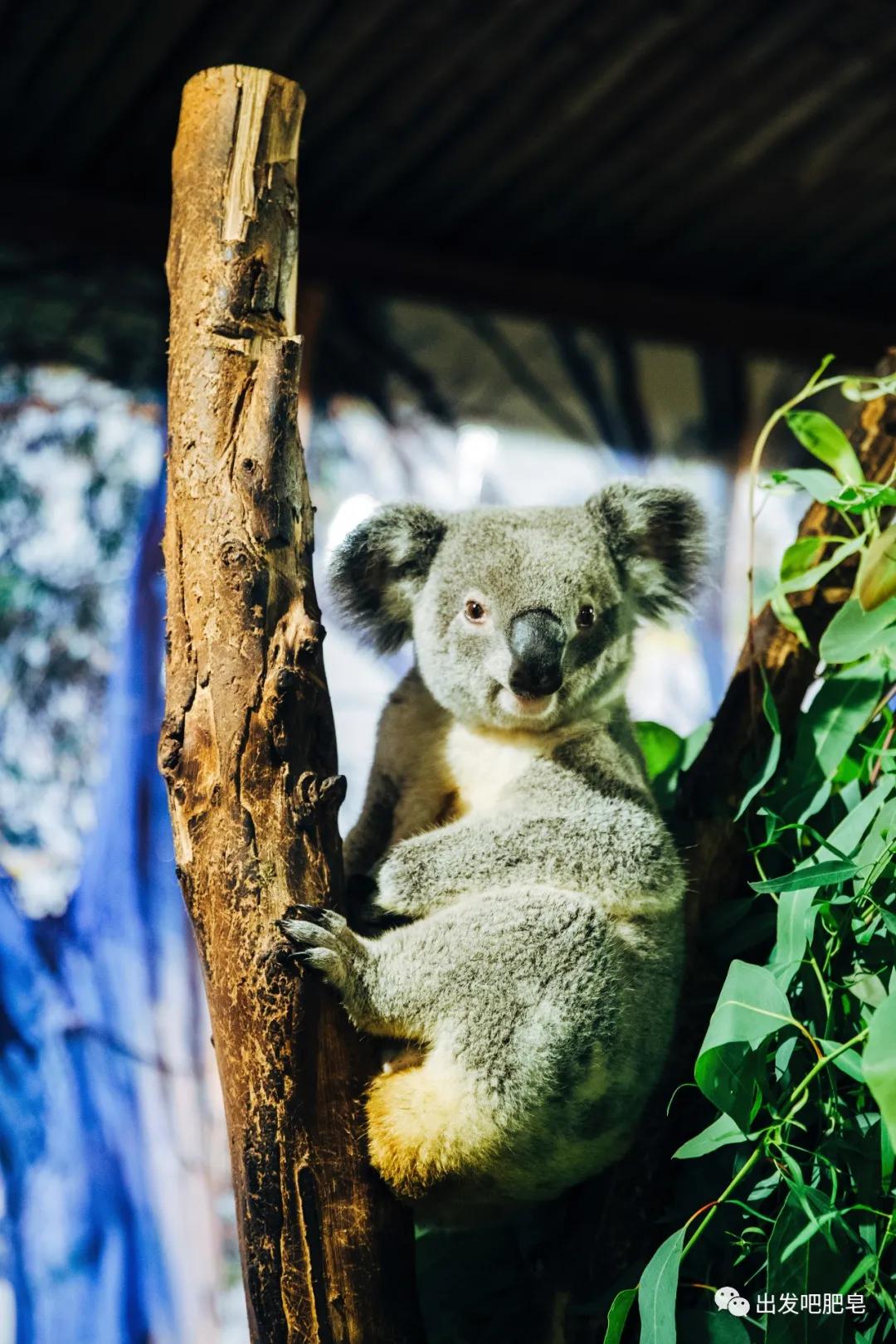 长隆飞鸟乐园长隆熊猫酒店怎么选,周一长隆野生动物园游玩攻略