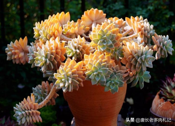 养多肉不为人知的秘密,养多肉是一个坑