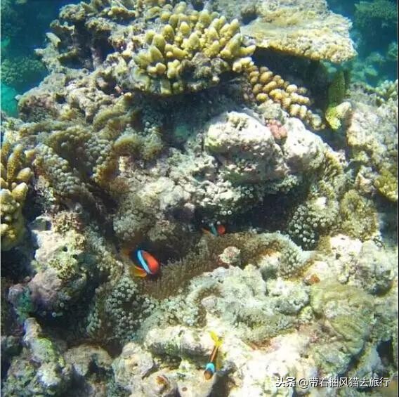 澳大利亚极致之旅,来澳大利亚必买