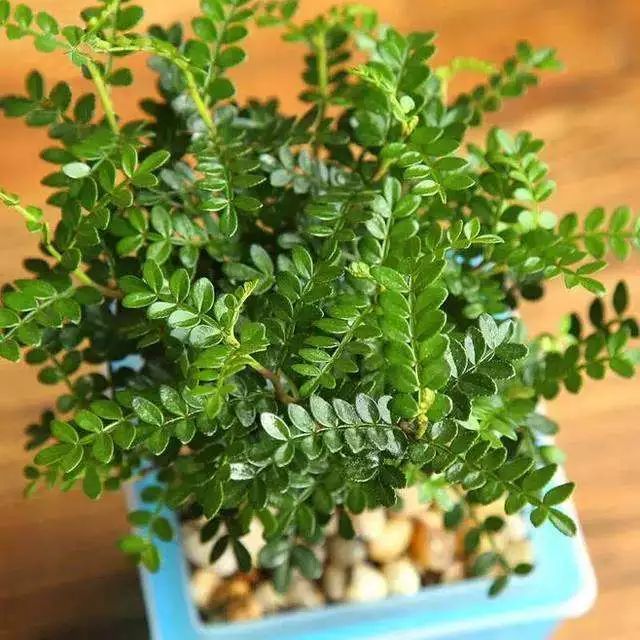 好养的盆栽花卉大全,人养花花