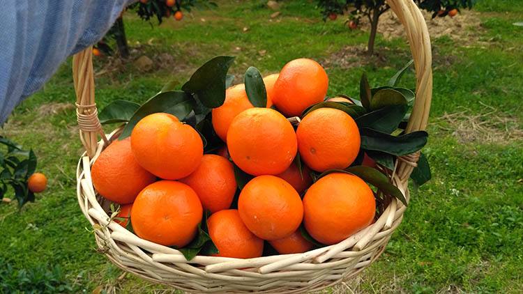 沃柑形势,2024年为何沃柑行情如此低迷