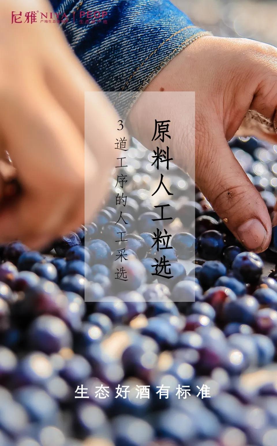 五星东方雅尼酒,尼雅好酒