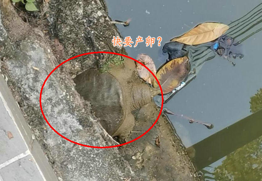 广州生态甲鱼,生态环境改善娃娃鱼现身长江