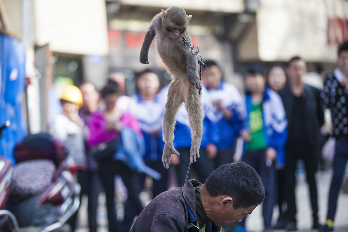 兰州耍猴人,甘肃兰州的耍猴艺人