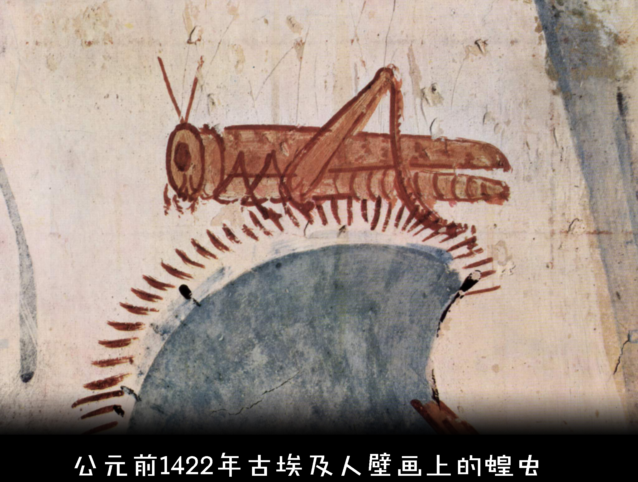 为什么成灾的蝗虫有毒,为什么会有蝗灾