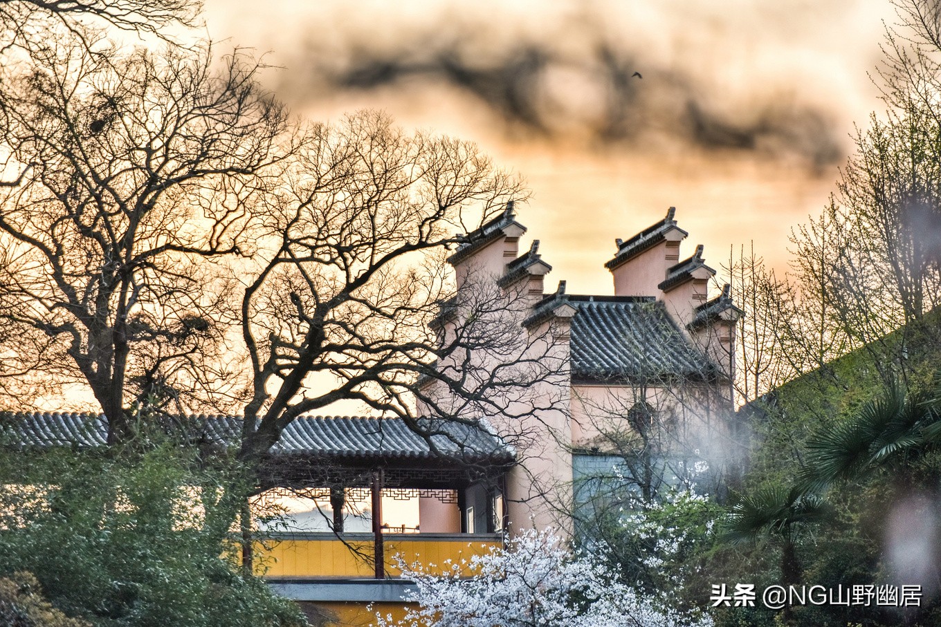 最美南京鸡鸣寺,春天南京鸡鸣寺樱花