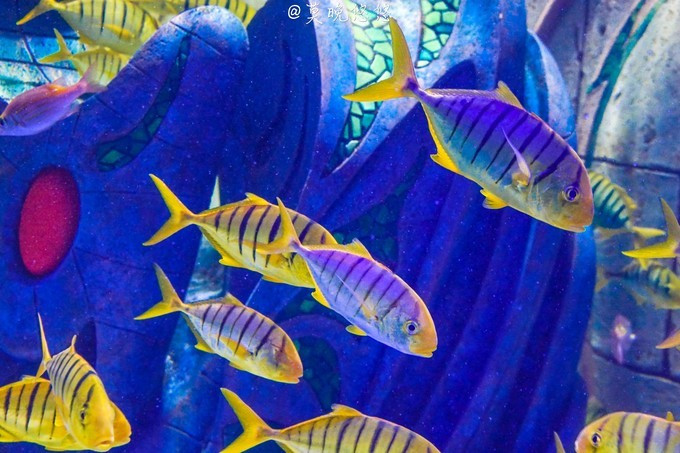 七星级酒店亚特兰蒂斯,三亚七星级酒店亚特兰蒂斯门票