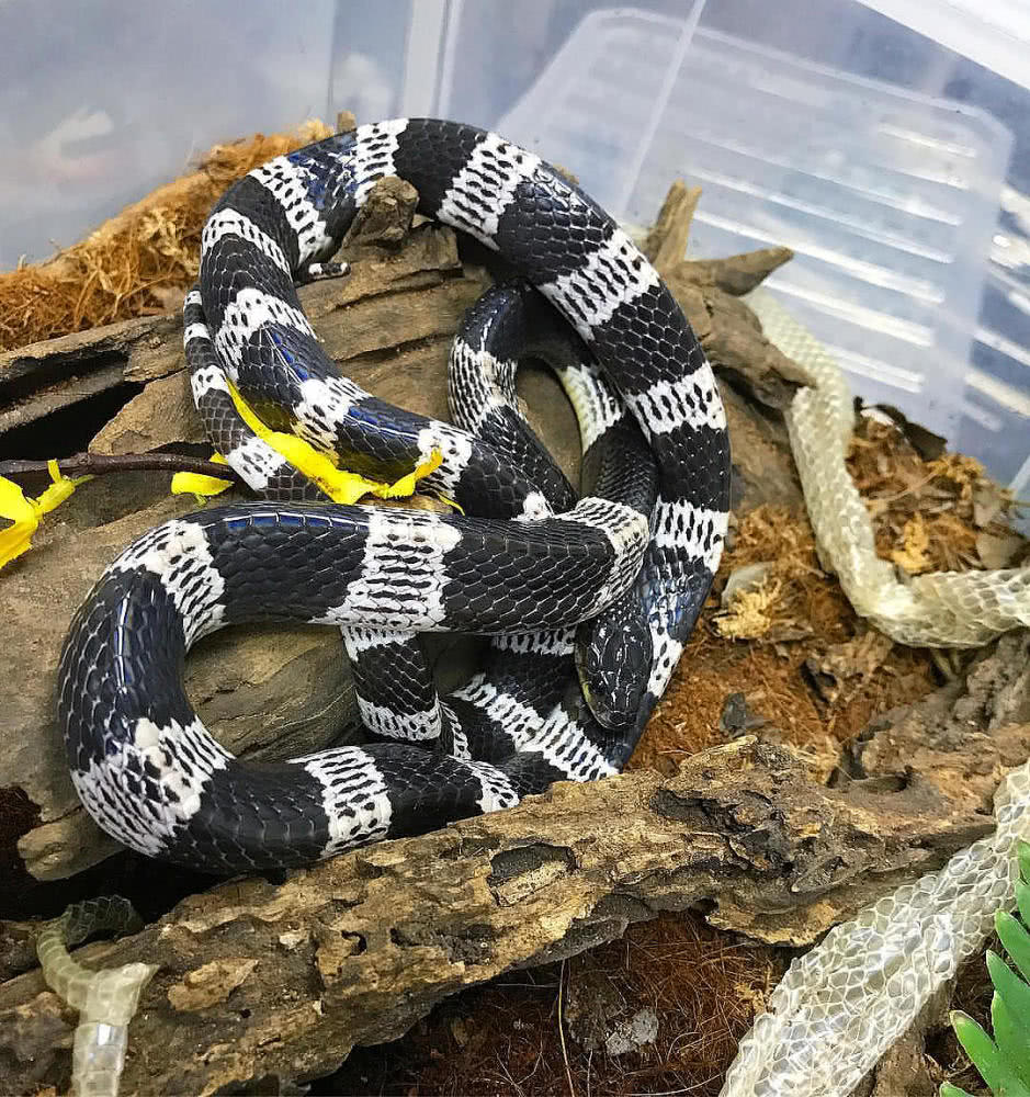 罕见毒蛇双头蛇,中国境内毒蛇双头蛇