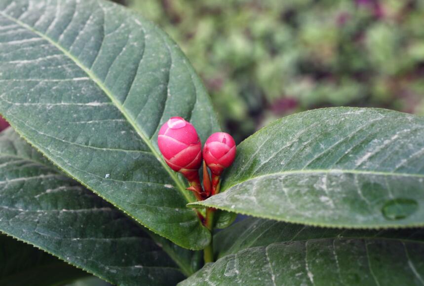 茶梅和茶花花苞哪个难打开,茶梅掉叶子是什么原因呢