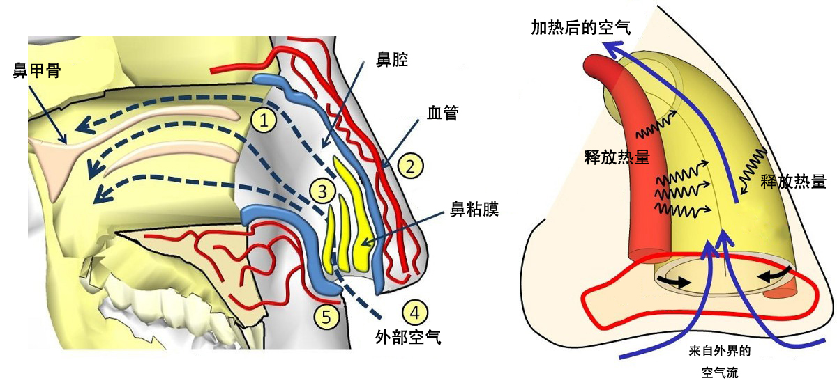 鼻子呼气的温度,鼻子呼出的热气温度多少正常