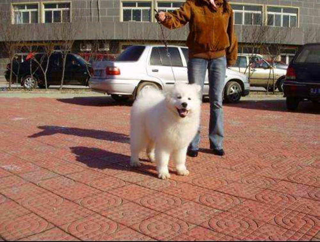 主人挑选牵引绳时出纰漏，萨摩耶出门后挣脱，注意三个正确方法！