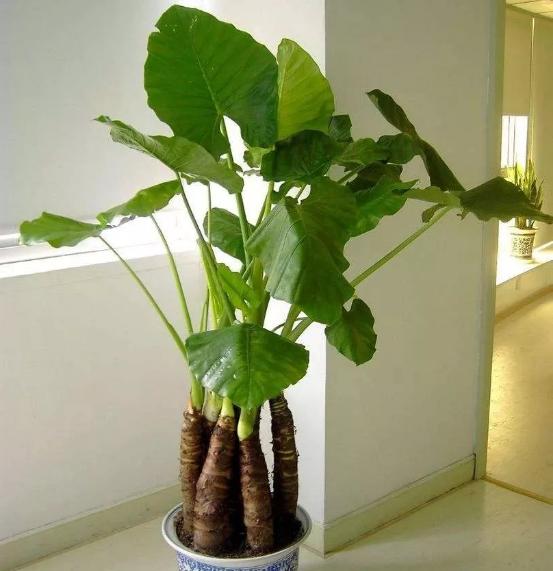 南京市园林局最新发布的室内植物甲醛吸收能力排行榜