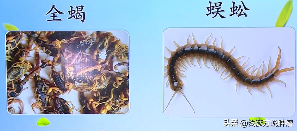 蜈蚣蝎子治疗肺癌的真实案例,全蝎治疗癌症药方