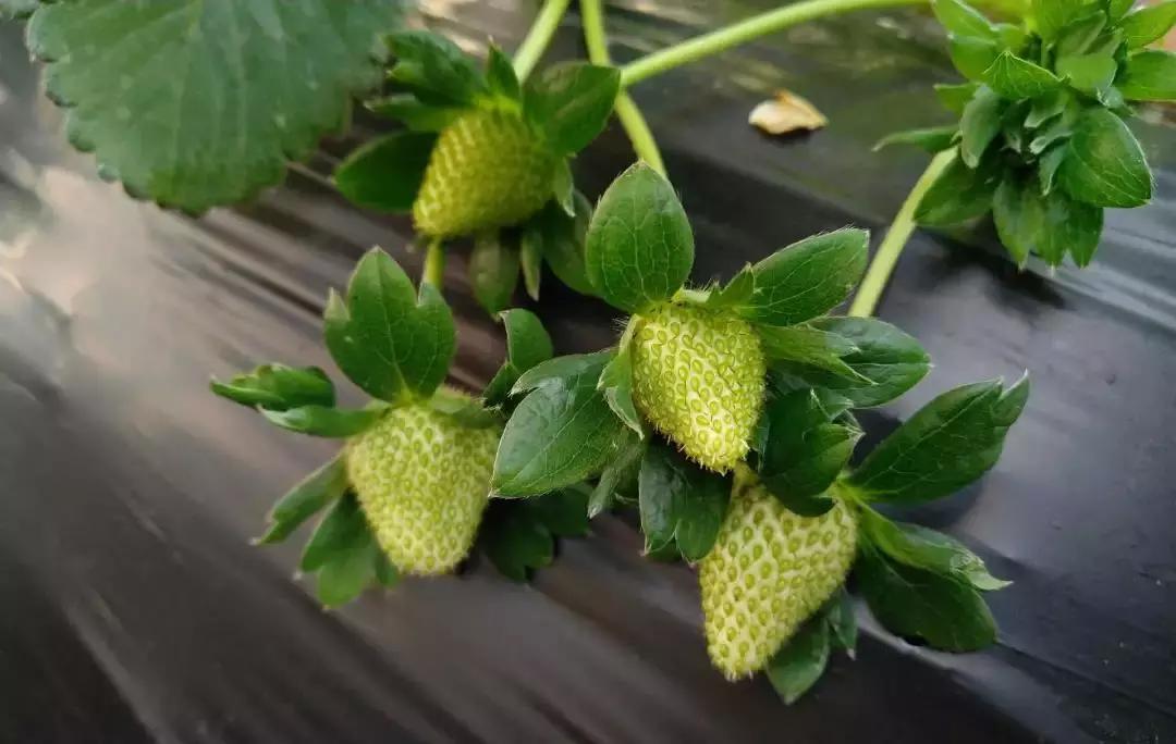 草莓缺钙的症状有哪些,草莓花托枯焦是什么原因