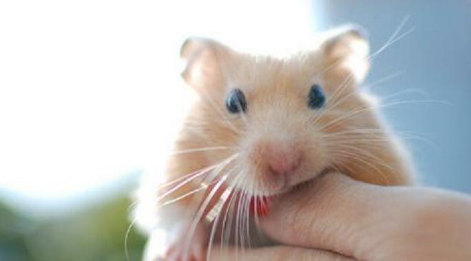 养可爱又粘人又胖胖的金丝熊,饲养金丝熊萌新须知