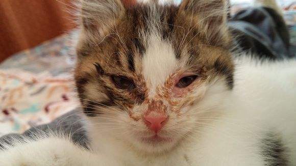 结膜炎的注意事项,猫结膜炎的治疗最佳方法