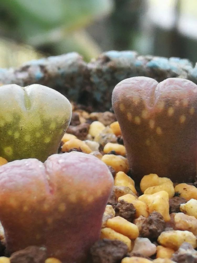 一杯清茶一道暖阳,一杯清茶温暖的时光