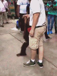 养宠物猴子,养宠物为什么不能养猴子