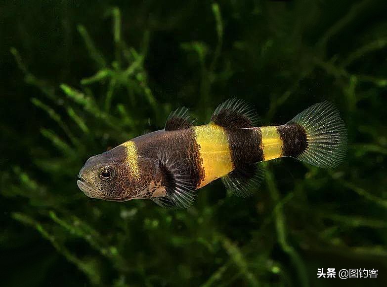 淡水中的汽水鱼,淡水汽水鱼有哪些